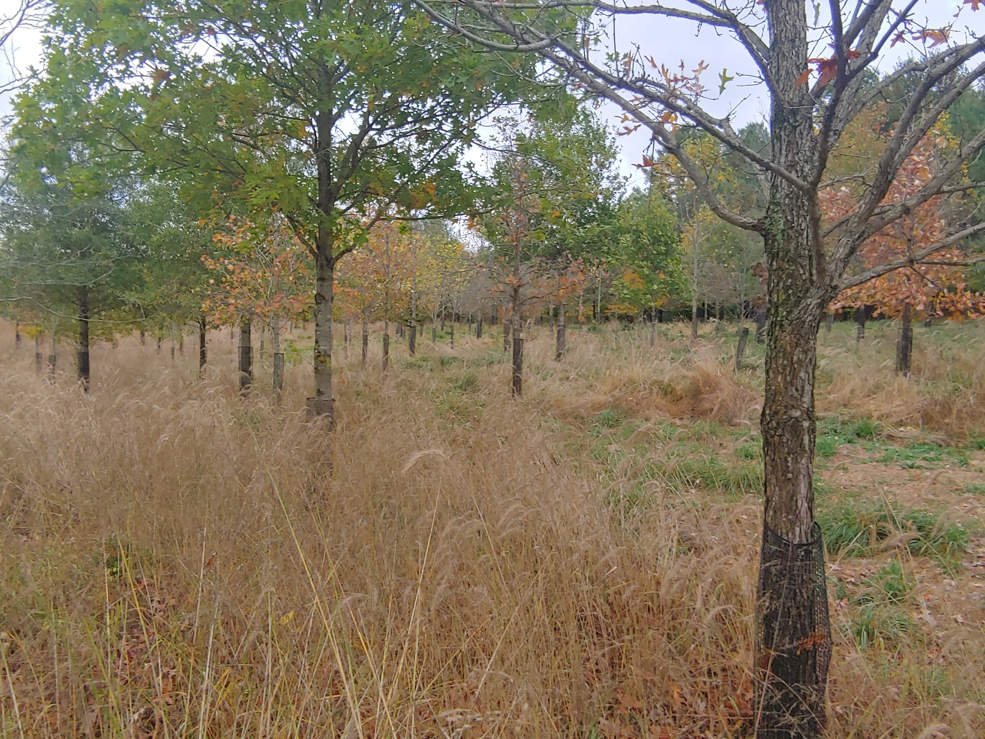 Young trees in a field, used as a placeholder image for municipal compliance.
