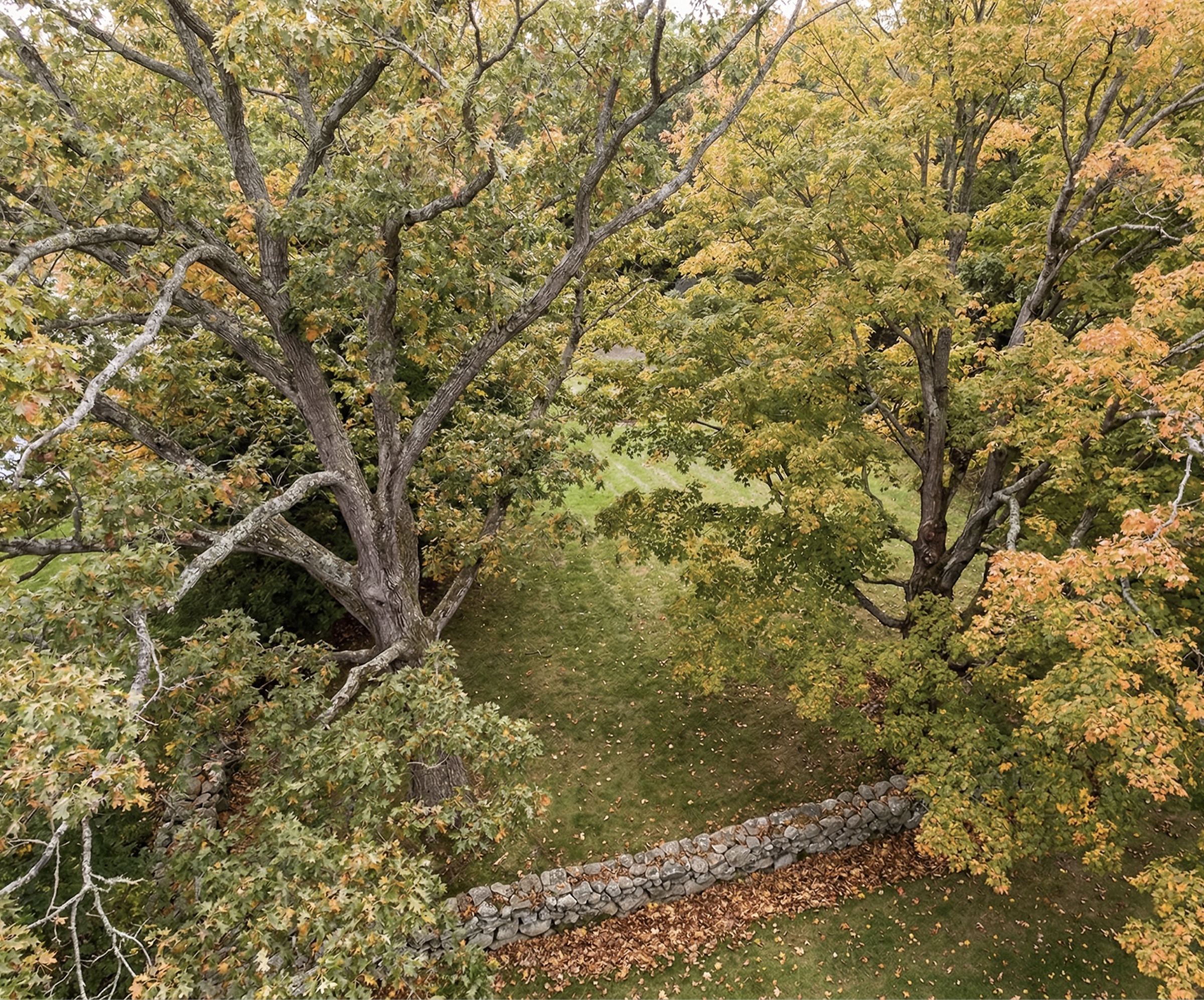 Mature canopy over a managed property in Greater Boston Metro West.